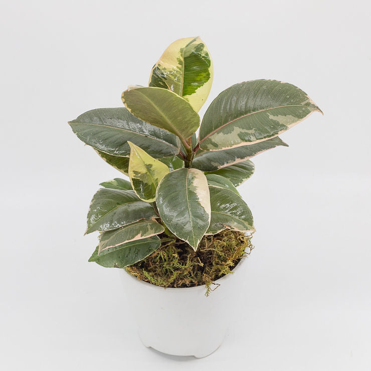 silver rubber tree JACKSON