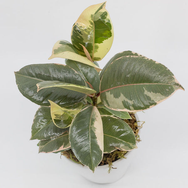 JACKSON - TINEKE RUBBER VARIEGATED FICUS
