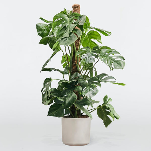 ELEANOR - MONSTERA DELICIOSA