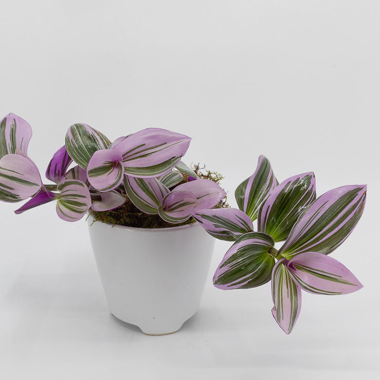 is tradescantia nanouk a succulent NATHANIEL - TRADESCANTIA NANOUK