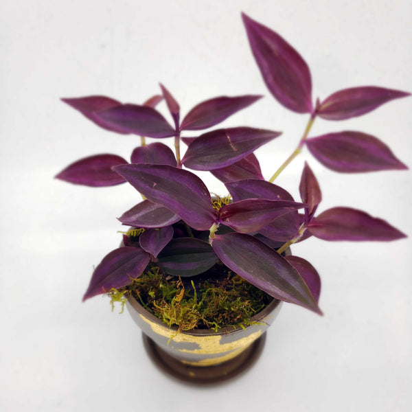 ALFRED - TRADESCANTIA PURPLE
