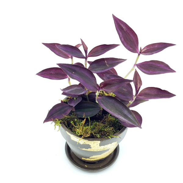 ALFRED - TRADESCANTIA PURPLE