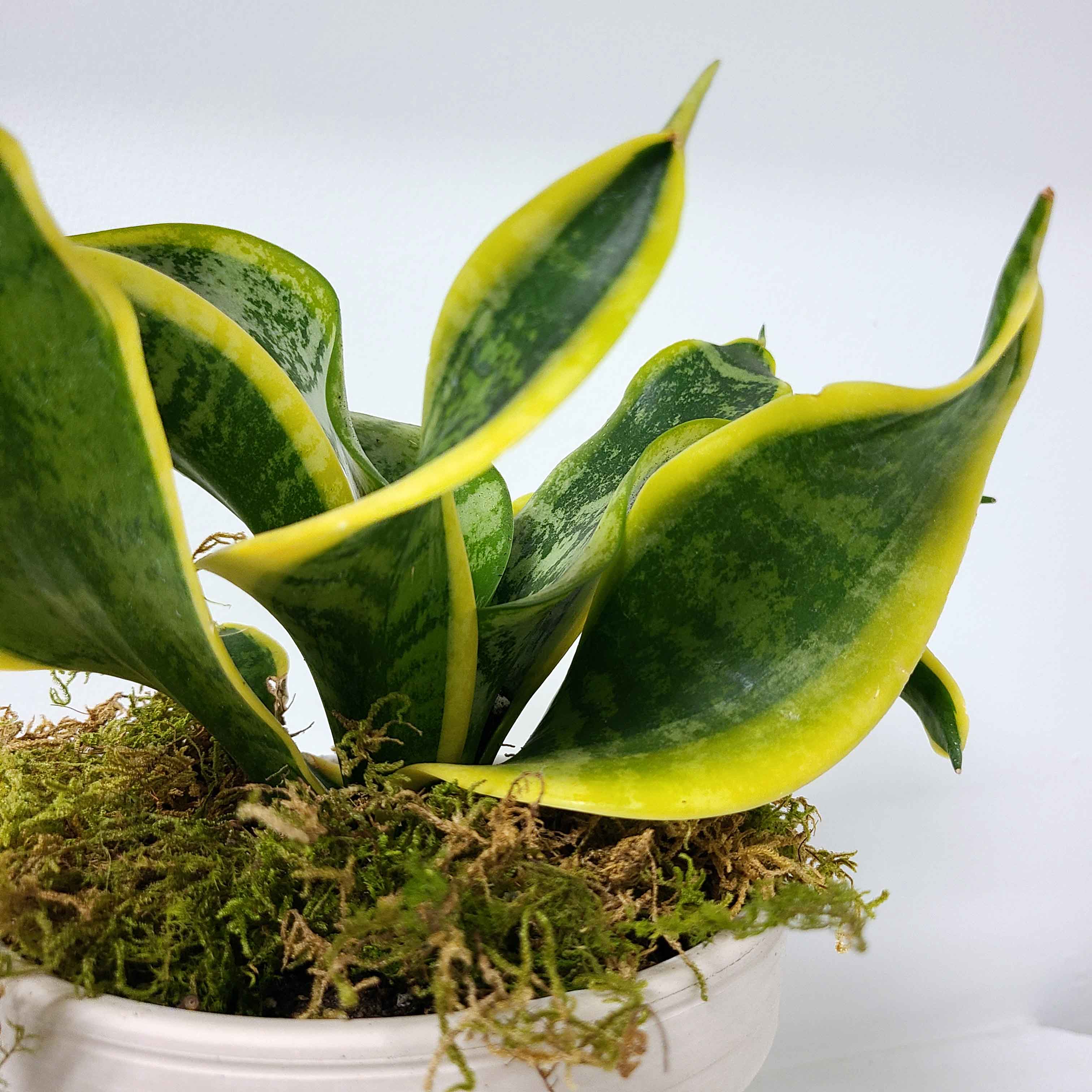 sansevieria trifasciata twisted sister DEE