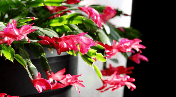 DAVID - CHRISTMAS/THANKSGIVING/ SPRING/EASTERHOLIDAY CACTUS