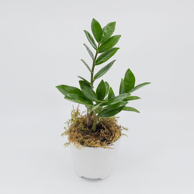 zane succulent ZANE - ZZ PLANT