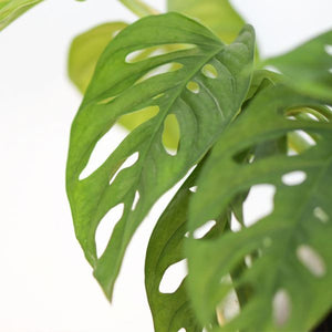 Monstera Adansonii - The EASY and super popular monstera option