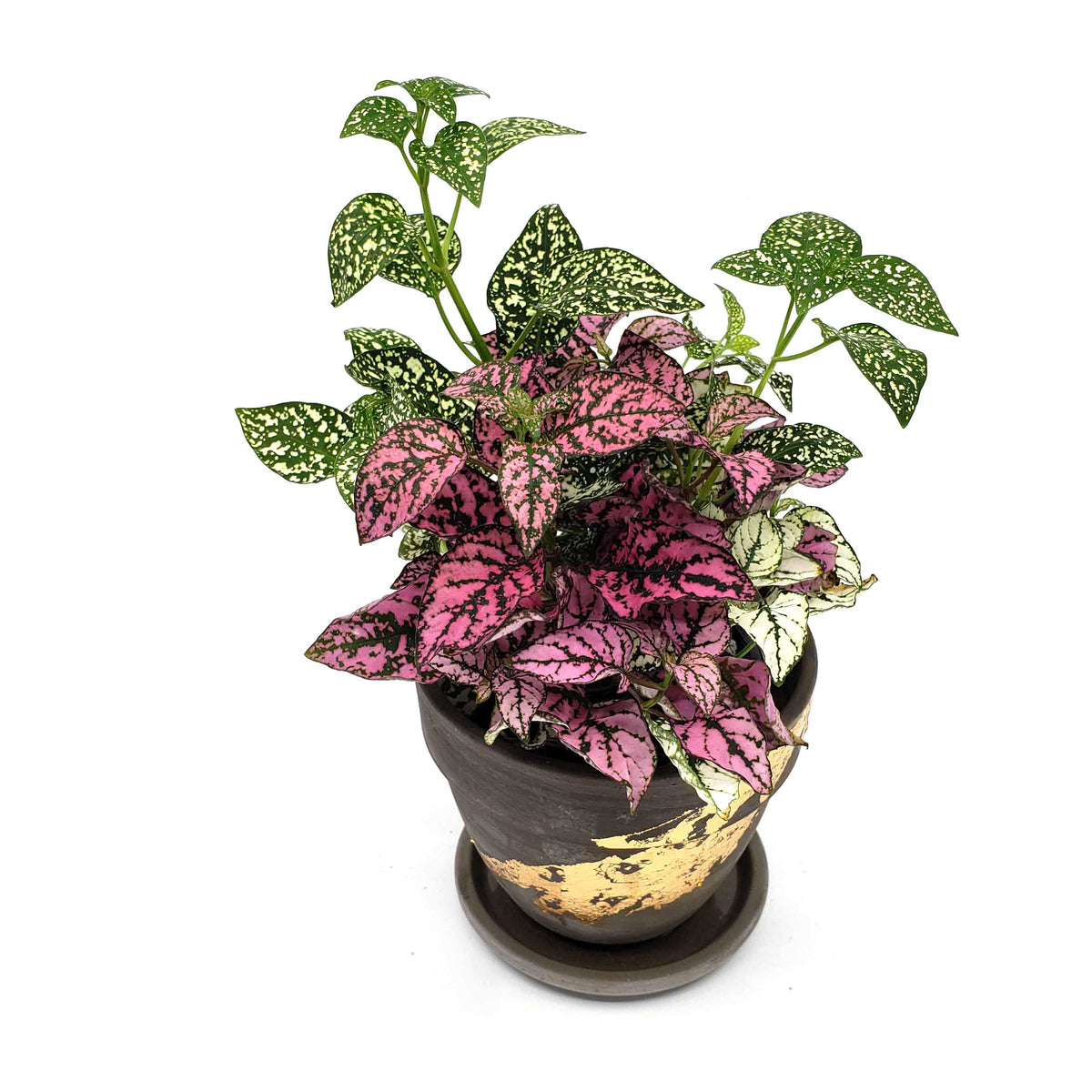 PLANT DELIVERY DENVER Why a plant is better than cut flowers