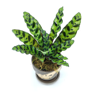 How to take care of your Calathea plants...