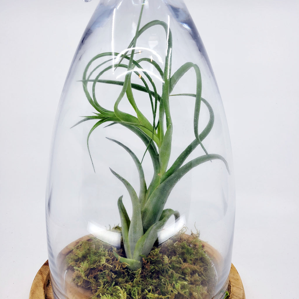How to take care of airplants in Colorado's dry climate