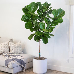 Why does my FLF (Fiddle leaf fig or ficus) hate me?