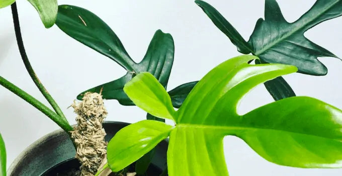 Different kinds of houseplants for delivery in Denver
