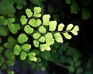 Quick read - How to care for ferns in dry climates like Colorado!