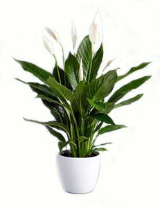 Best Funeral Delivery Service Denver