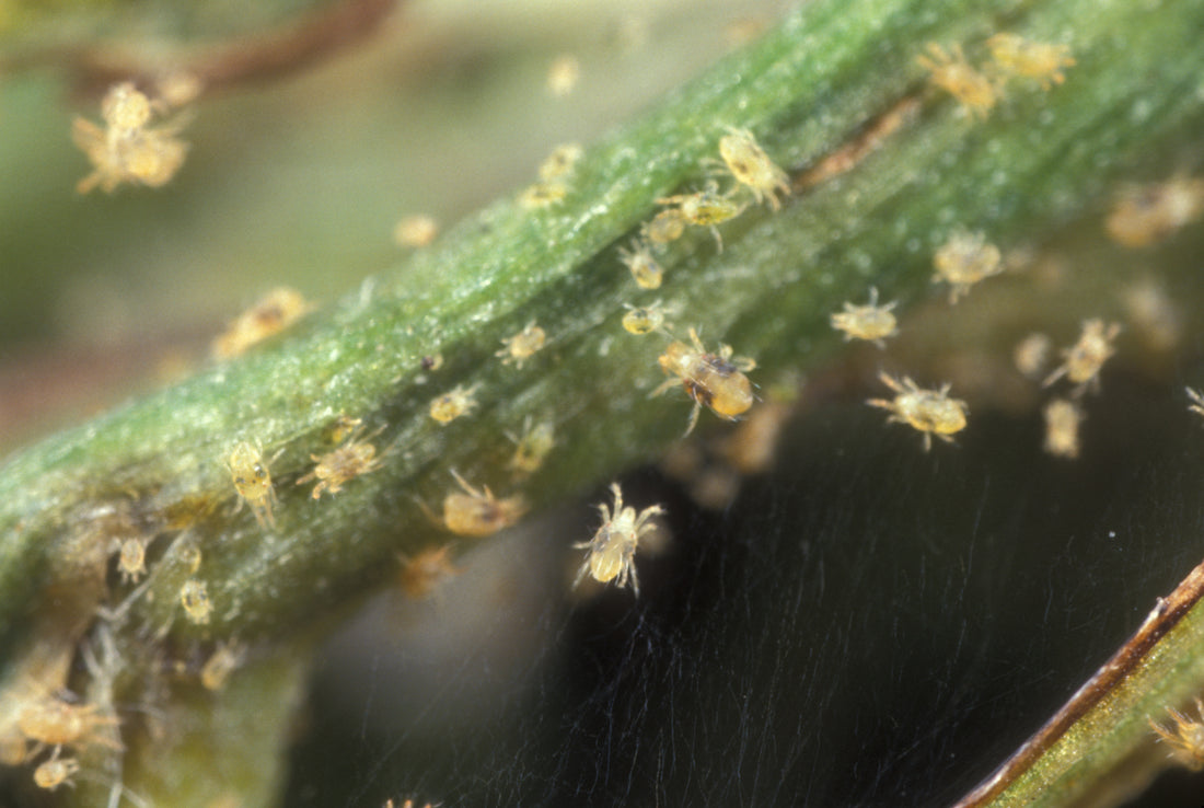 Spider Mites, OH NOOOOO!