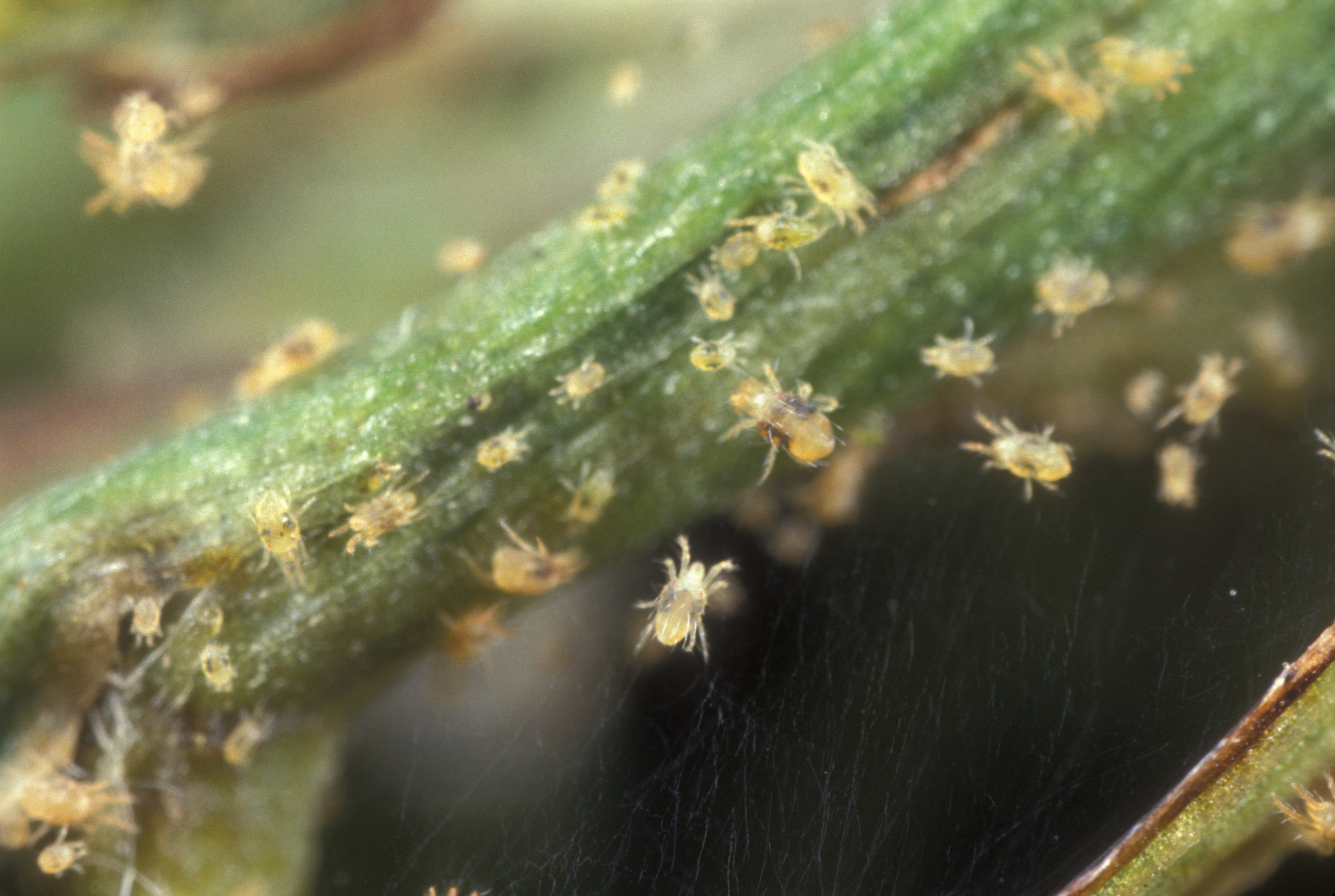 Spider Mites, OH NOOOOO!