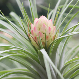 Learn how to care for tillandsia airplants!