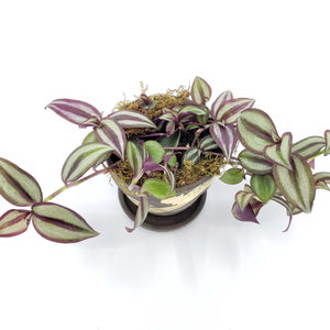 One of our favorite families - Tradescantia - Inch Plant, Spiderwort, Wandering dudes!