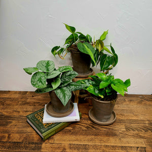 hanging plant collection, silver satin pothos, pothos golden, philodendron