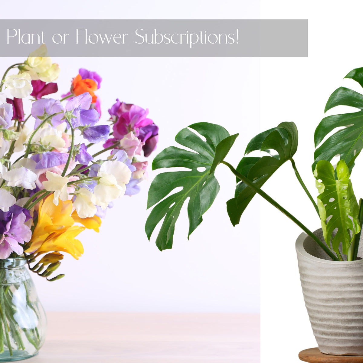 PLANT AND FLOWER SUBSCRIPTIONS Denver Plant Delivery
