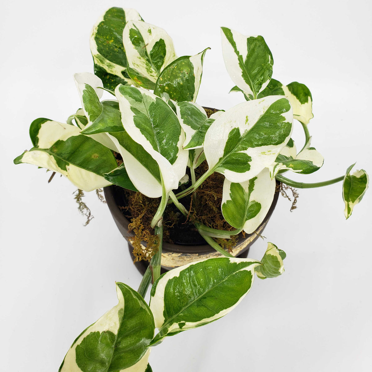 ALL PLANTS Denver Plant Delivery