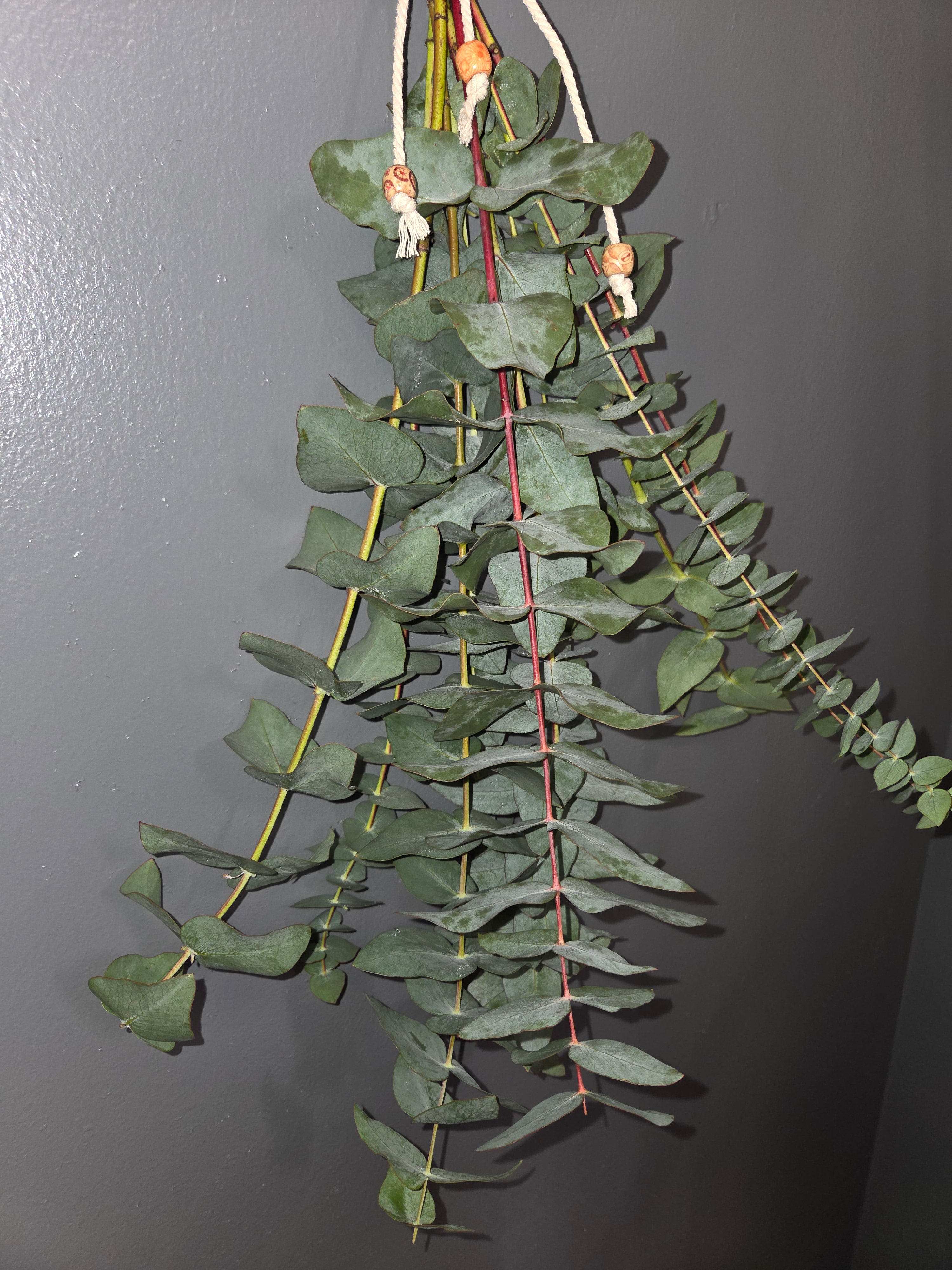 hanging eucalyptus plant EUCALYPTUS SHOWER HANGING BUNCH – Denver Plant Delivery