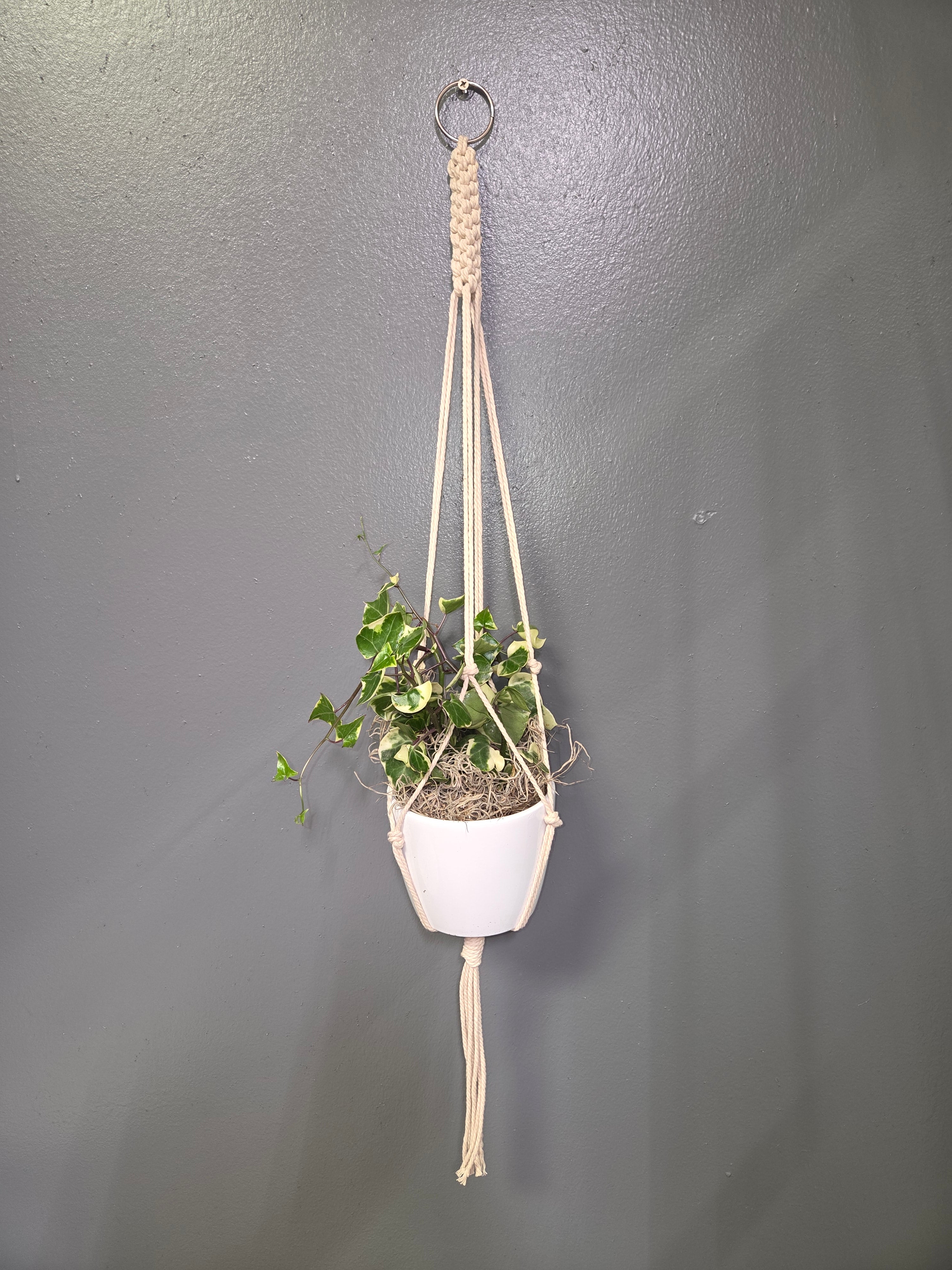 string macrame plant hanger HANDMADE MACRAME PLANT HANGER – Denver Plant Delivery