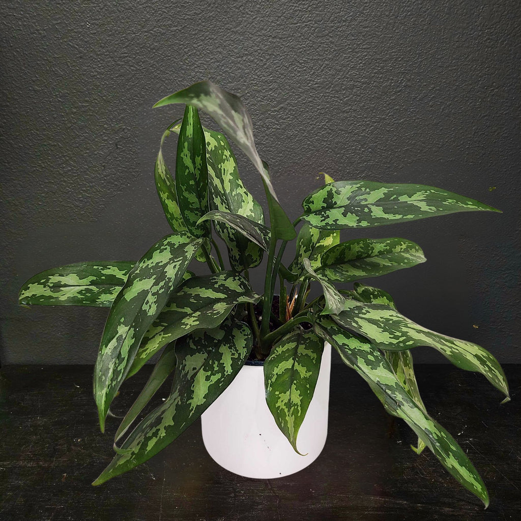 MARIA - AGLAONEMA MARIA - CAMOFLAUGE AGLAONEMA