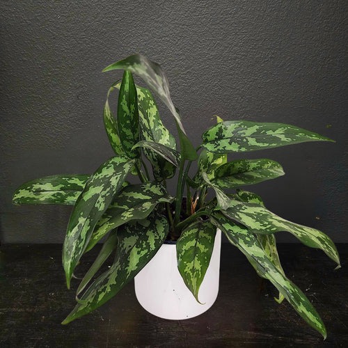 aglaonema maria watering MARIA - AGLAONEMA MARIA