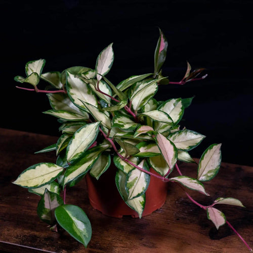 BOWIE - HOYA KRIMSON PRINCESS