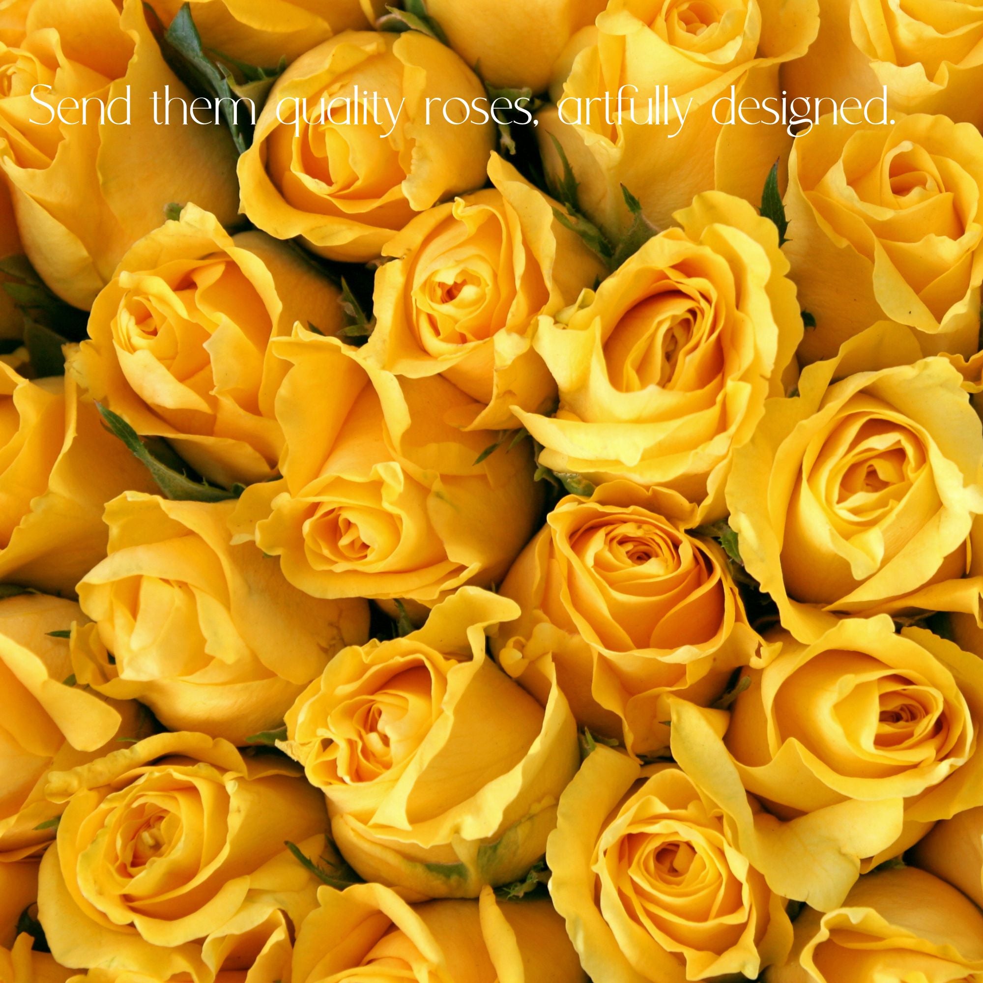 Roses for Delivery in Denver - Premium quality, long lasting.