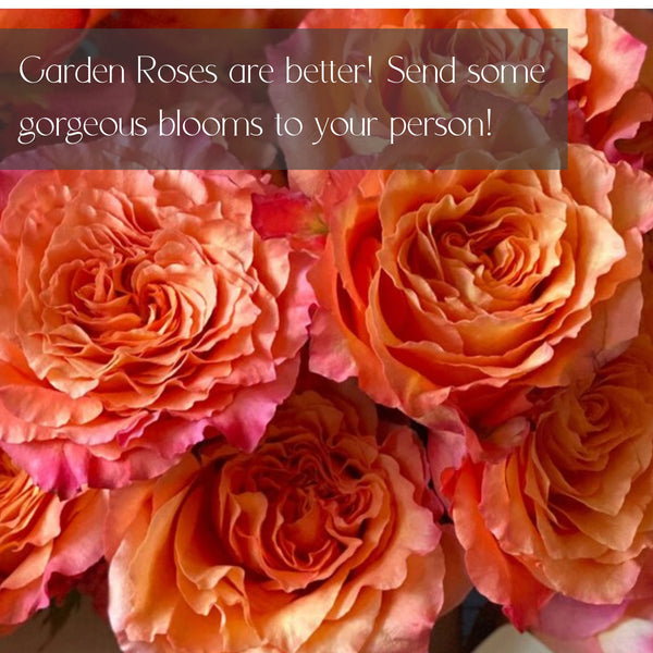 LUXURY Garden Roses for Delivery in Denver - Premium quality, long lasting.