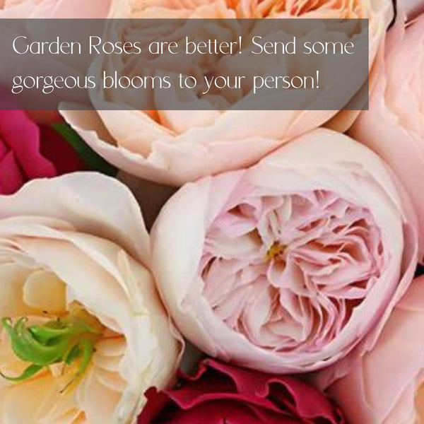 LUXURY Garden Roses for Delivery in Denver - Premium quality, long lasting.