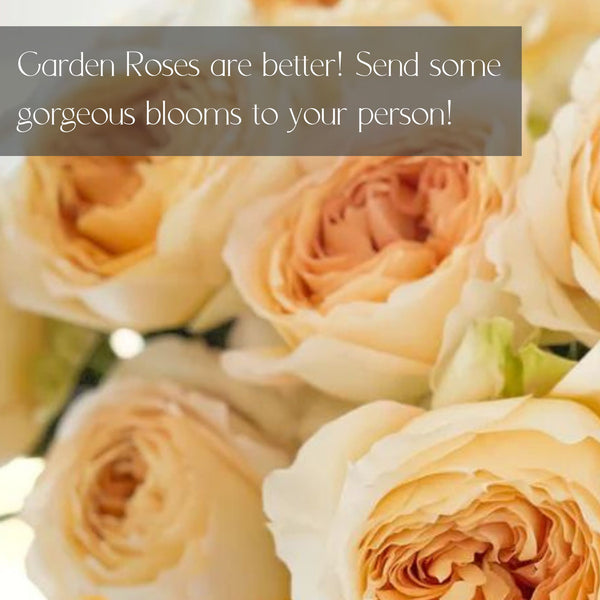 LUXURY Garden Roses for Delivery in Denver - Premium quality, long lasting.