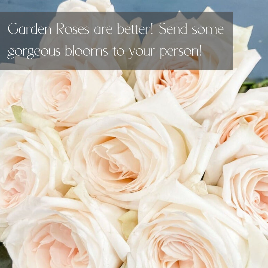 LUXURY Garden Roses for Delivery in Denver - Premium quality, long lasting.