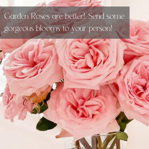 LUXURY Garden Roses for Delivery in Denver - Premium quality, long lasting.