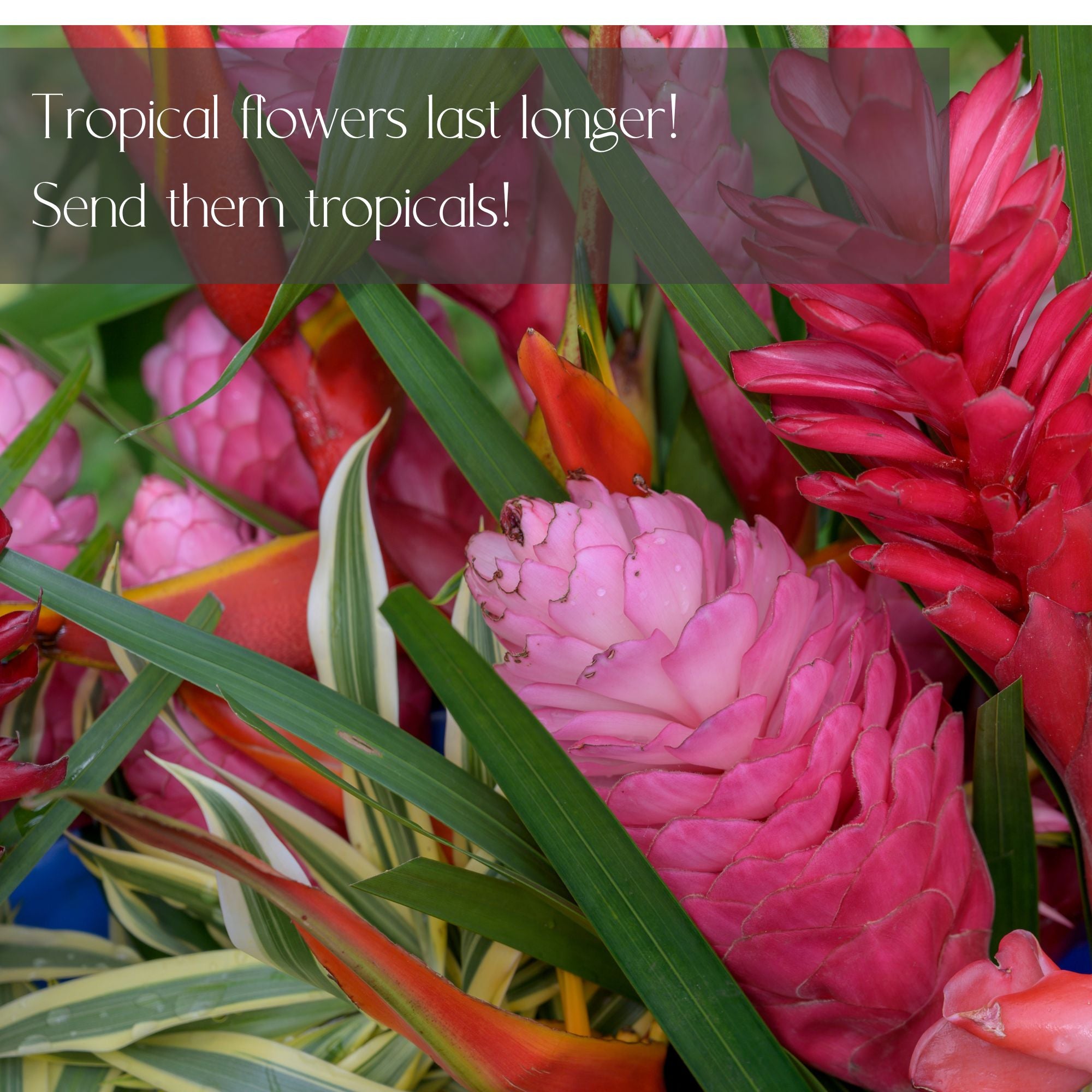 Tropical Designer's choice flower Delivery