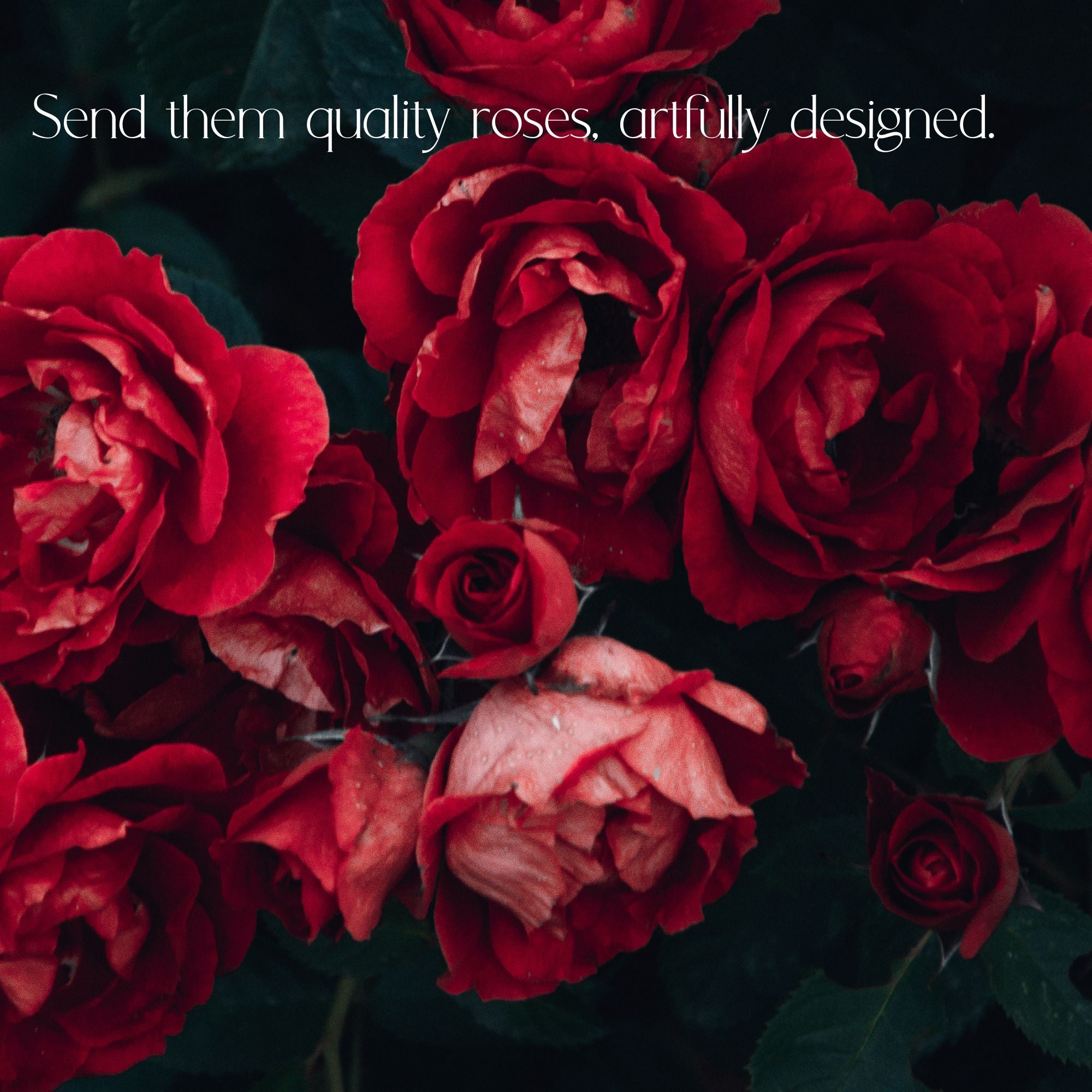 Roses for Delivery in Denver - Premium quality, long lasting.