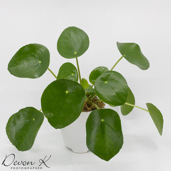 PAPI - PILEA - CHINESE MONEY PLANT