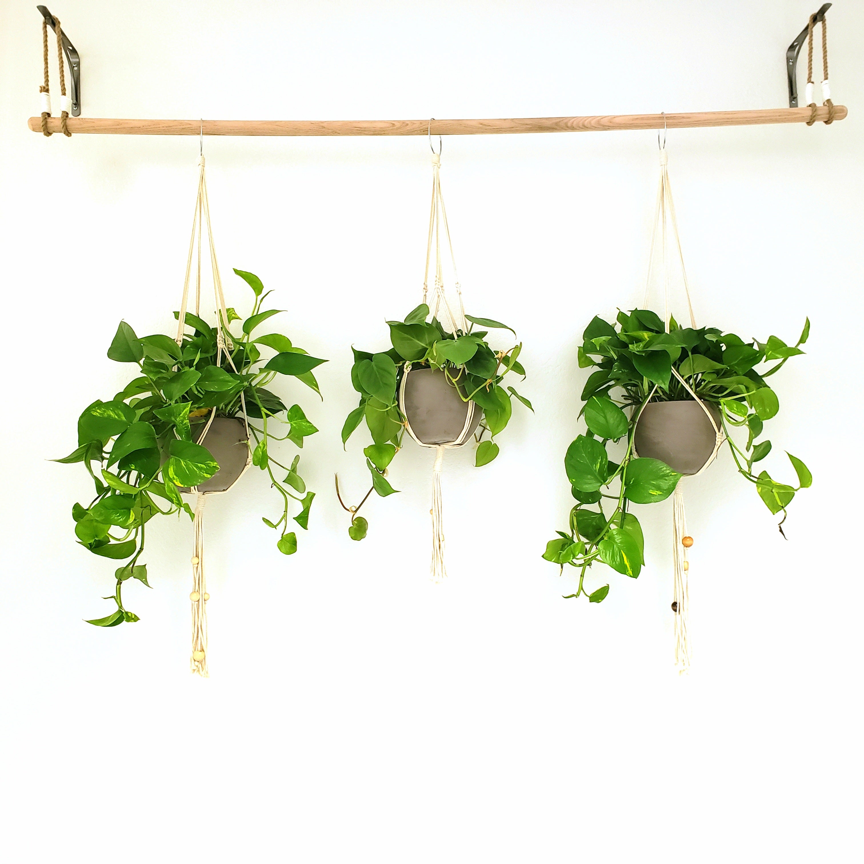 POTHOS ivy hanging ideas