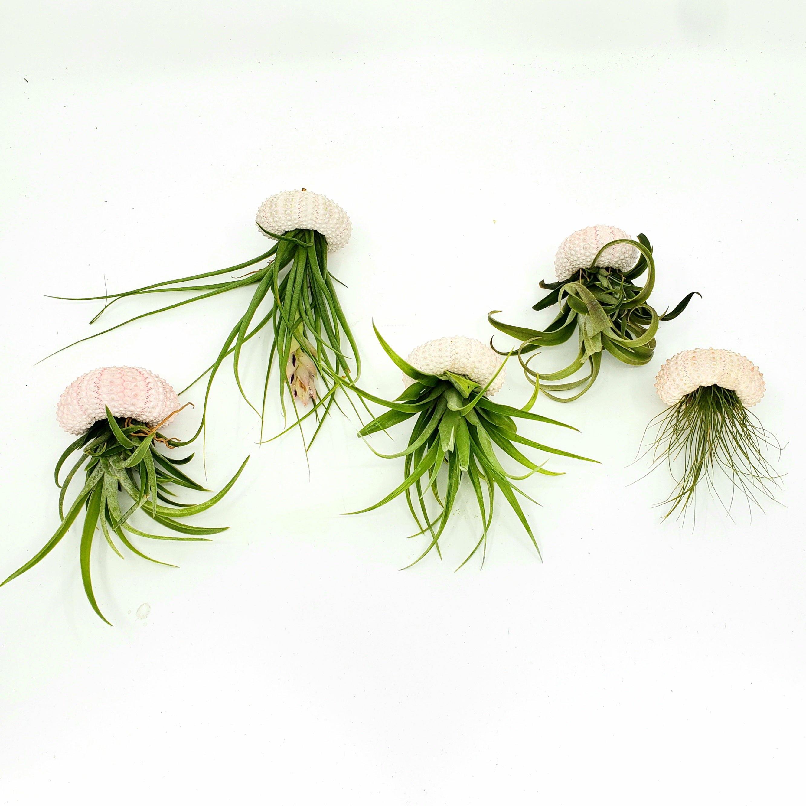 JELLY - AIRPLANT TILLANDSIA JELLYFISH