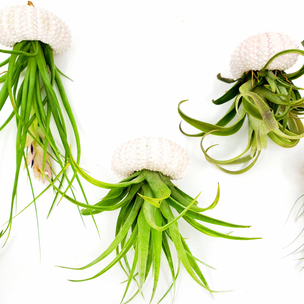 JELLY - AIRPLANT TILLANDSIA JELLYFISH
