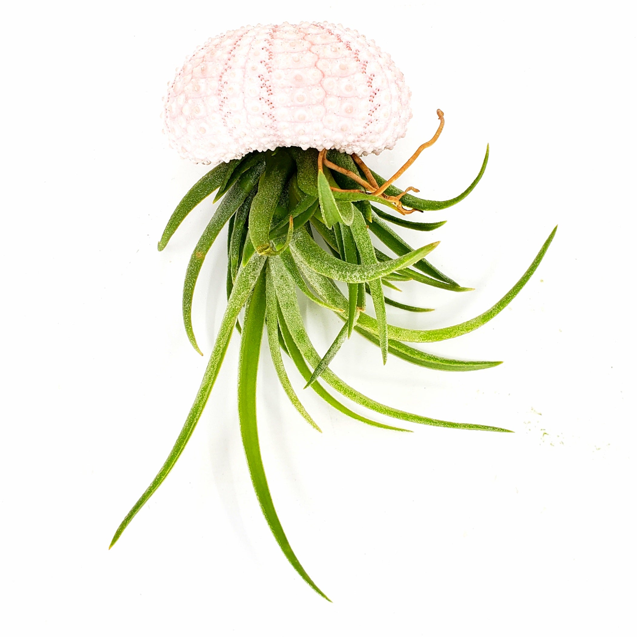 JELLY - AIRPLANT TILLANDSIA JELLYFISH
