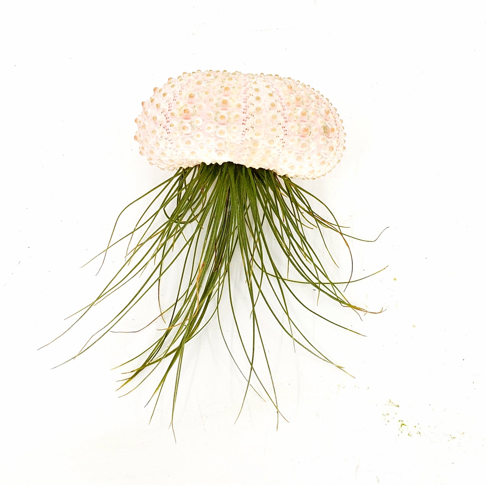 JELLY - AIRPLANT TILLANDSIA JELLYFISH