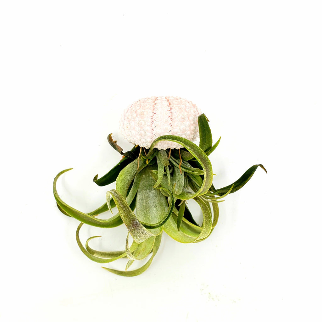 JELLY - AIRPLANT TILLANDSIA JELLYFISH