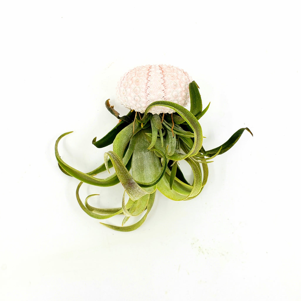 JELLY - AIRPLANT TILLANDSIA JELLYFISH