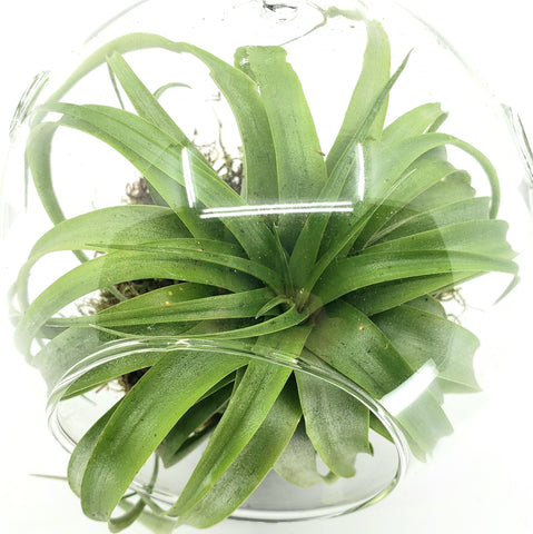 TILLY - TILLANDSIA AIRPLANT GLOBE TERRARIUM