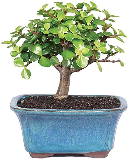 DEWEY - PORTULACARIA SUCCULENT