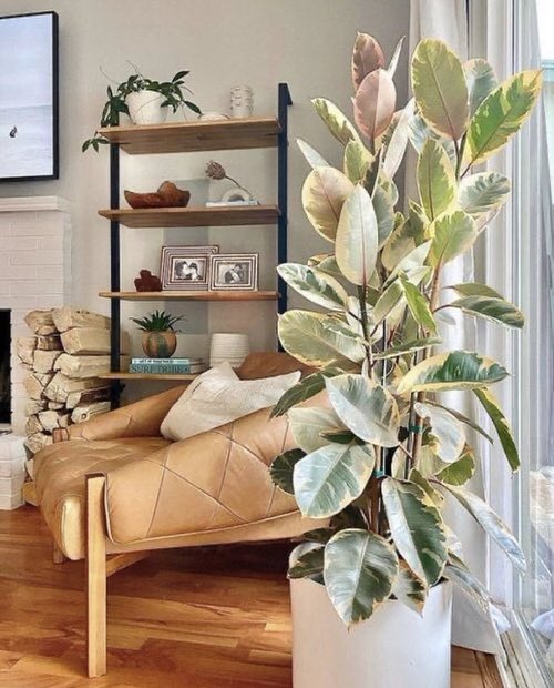 tineke variegated rubber tree JACKSON