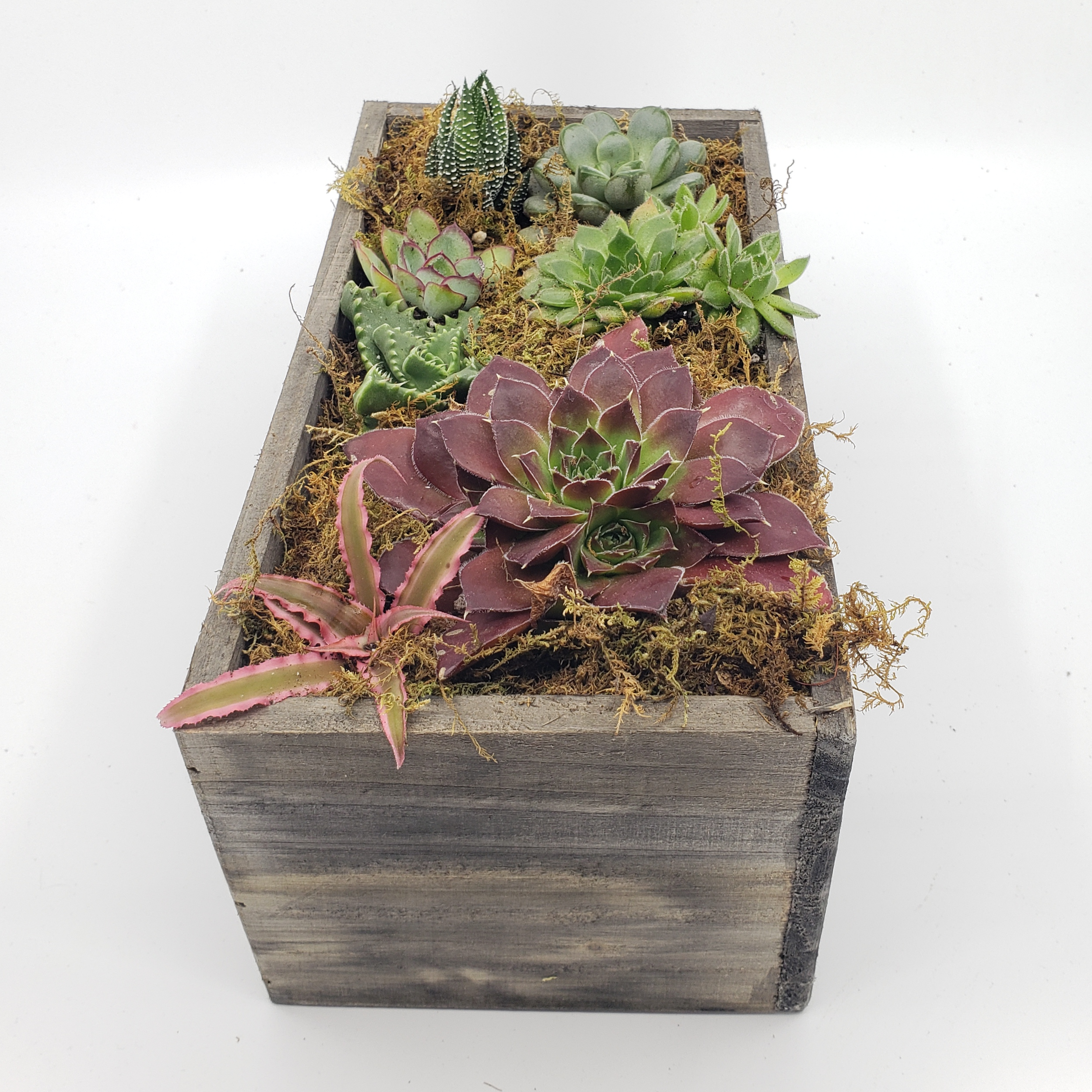 can you plant succulents in wooden box THE BOYS