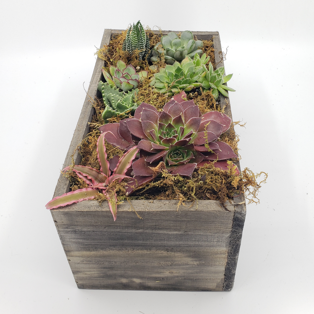 THE BOYS - SUCCULENT BOX PLANTER